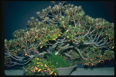 Deciduous trær-bush
