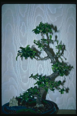 A tree b\'ishma żgħar succulent weraq
