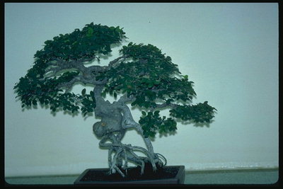 Et tre med grå-blå tilbake