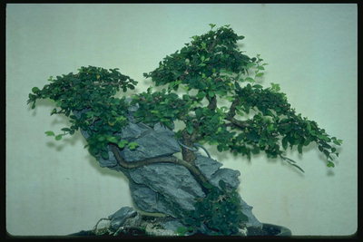 Ett träd med anbud gröna blad