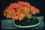 Flame-orange träd