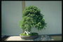 Koniperus puno na may ilaw root