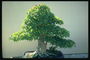 Beyaz ağaç kabuğu ve açık yeşil yaprakları olan bir ağaç