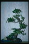 A tree b\'ishma żgħar succulent weraq