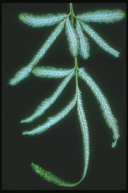 Темно-зеленый  лист, с синеватыми прожилками