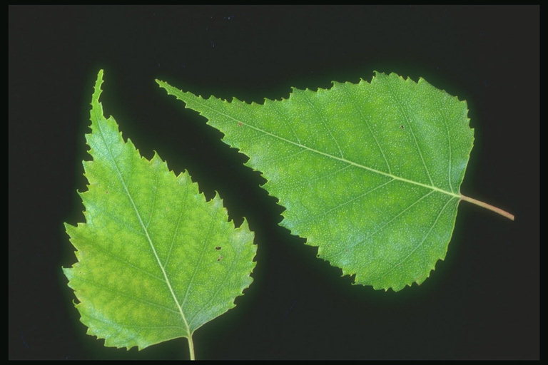 Doux, la lumière verte des feuilles de bouleau