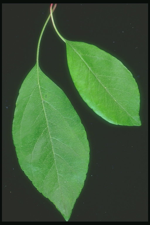 Light-light green oval shaped leaves