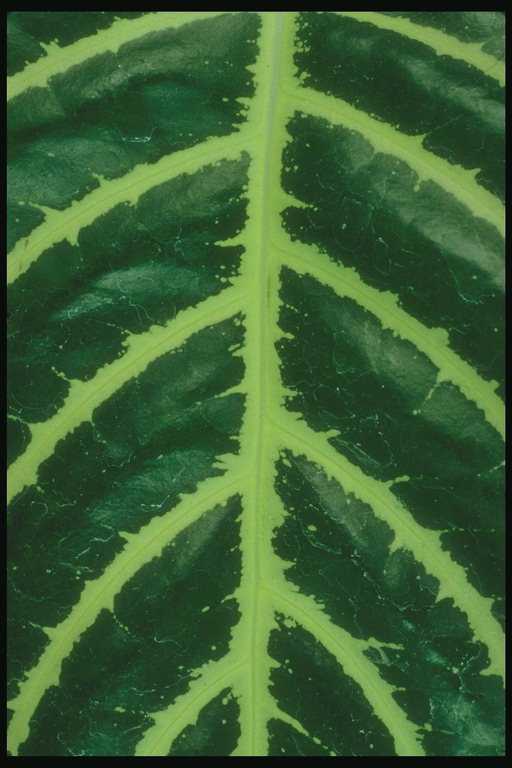 Фрагмент  темно-зеленого листика с салатовыми прожилками