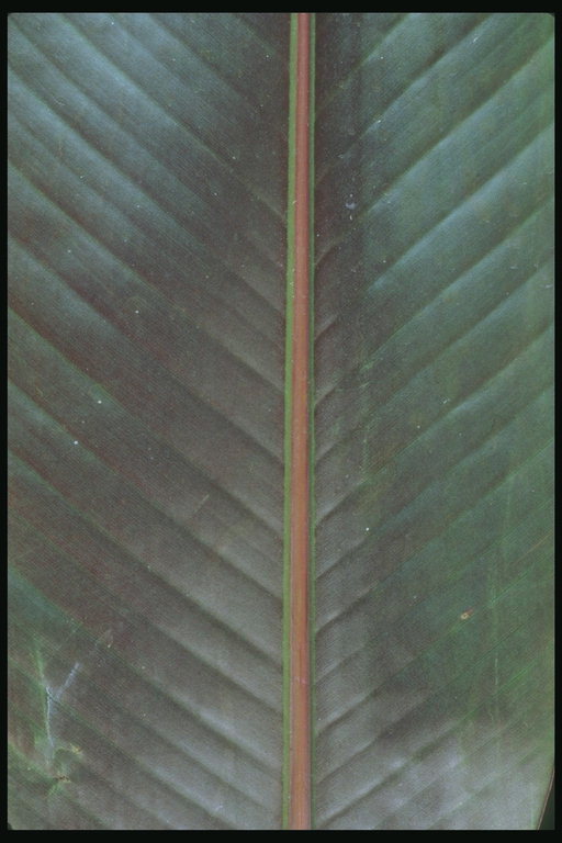Fragment af lilla blade blandet med Marsh og udtalt nervate