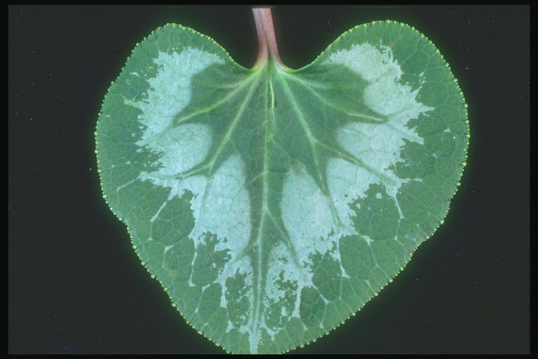 Leaf zelená farba s modrými bodkami a ostré hrany