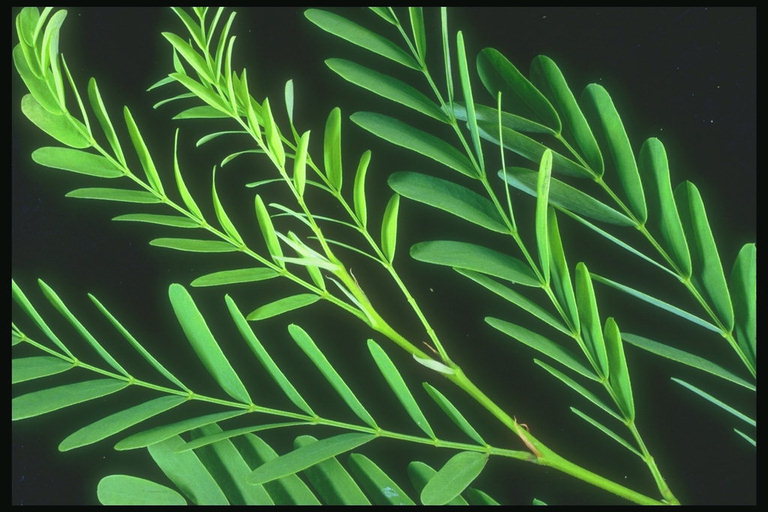 La succursale de la couleur verte avec de longues feuilles ovales
