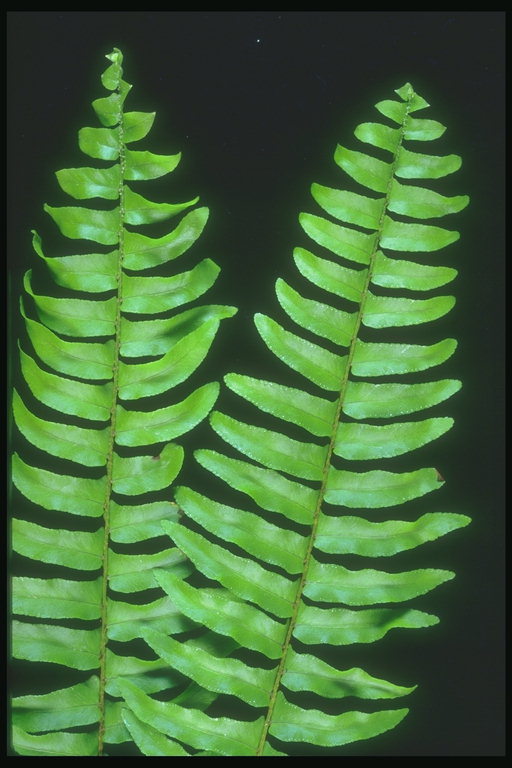 Vetvičky ferns zelená farba na čiernom pozadí