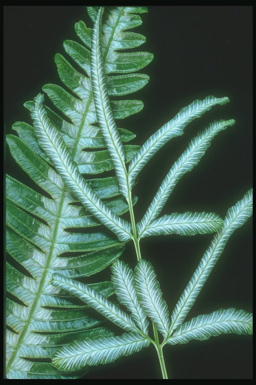 The composition of the two branches of fern