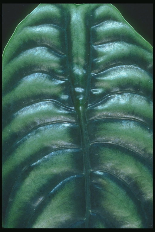 Leaf ciemny zielony odcień w lśniący blask