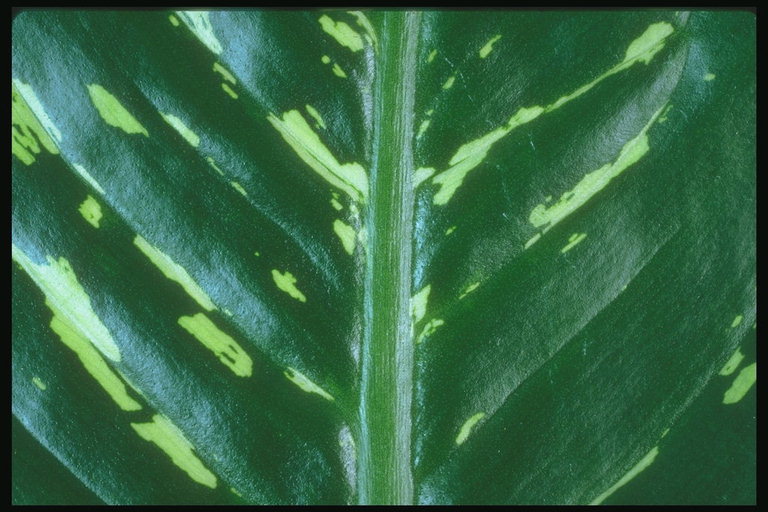 Фрагмент листика с рельефными жилками