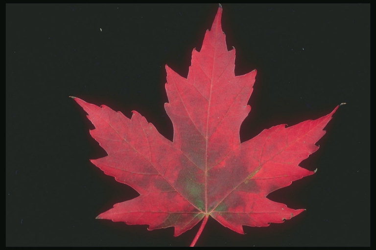 Flame-red maple leaf