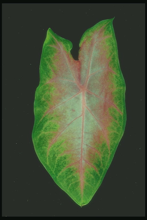 Листа зелене боје са смеђим нерве