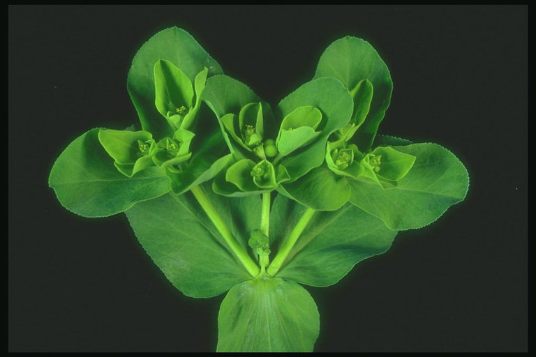Клонове със зелени листа и цветя