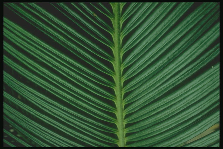 Détail de la feuille de palmier