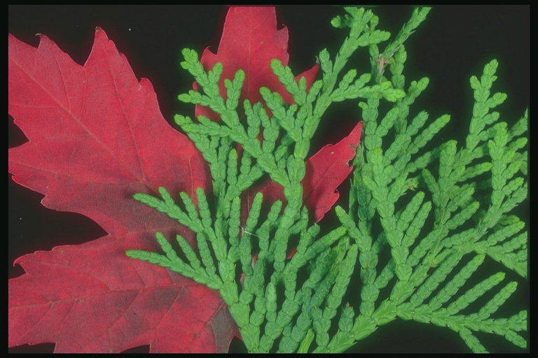 Sammansättningen av de grenar av ormbunke och röda Maple leaf