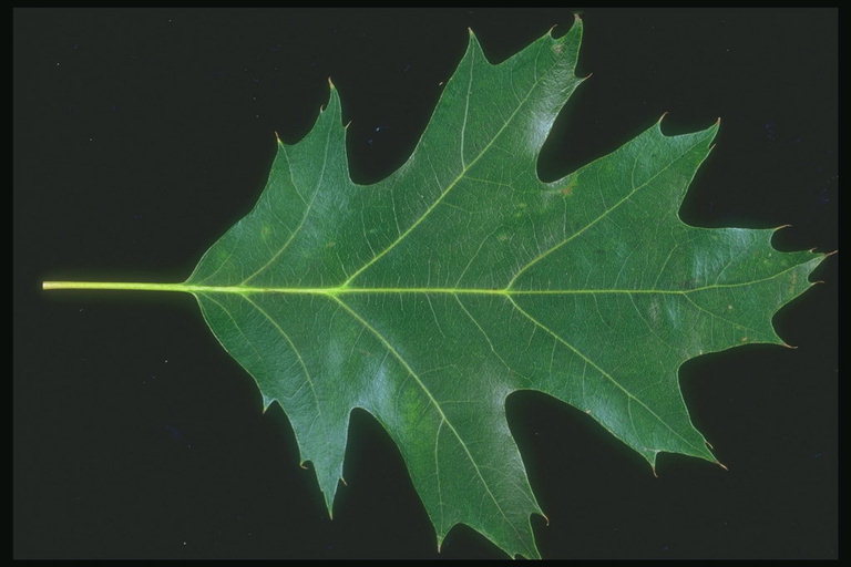 Ħadra skura Maple leaf