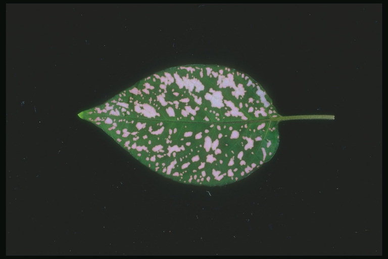 Oval lilás em forma de folhas com manchas