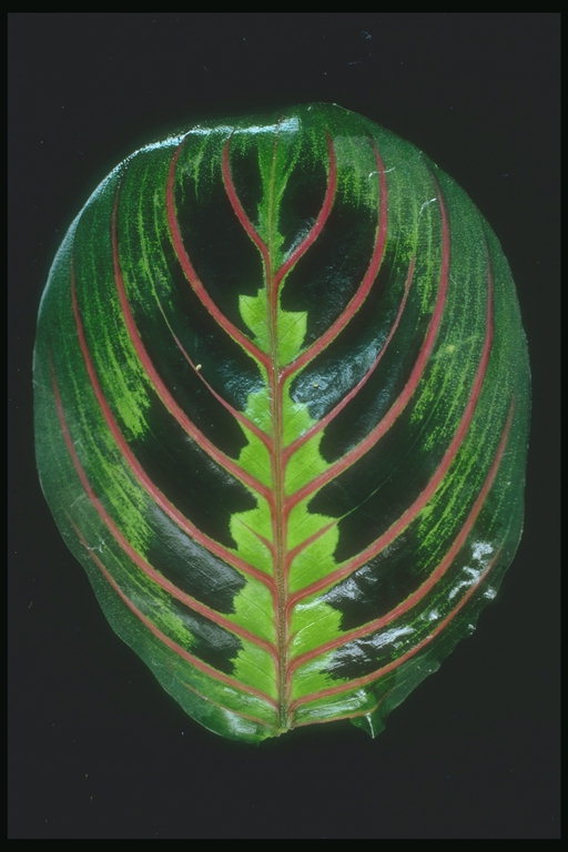 Листа тъмно зелено с кафяви жилки