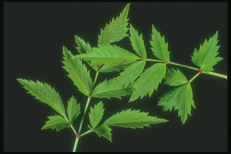 Filialer med skarp-edged leaf
