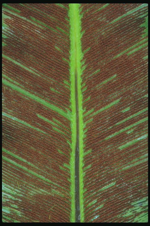 Fragment af et blad med udtalte brun nervate