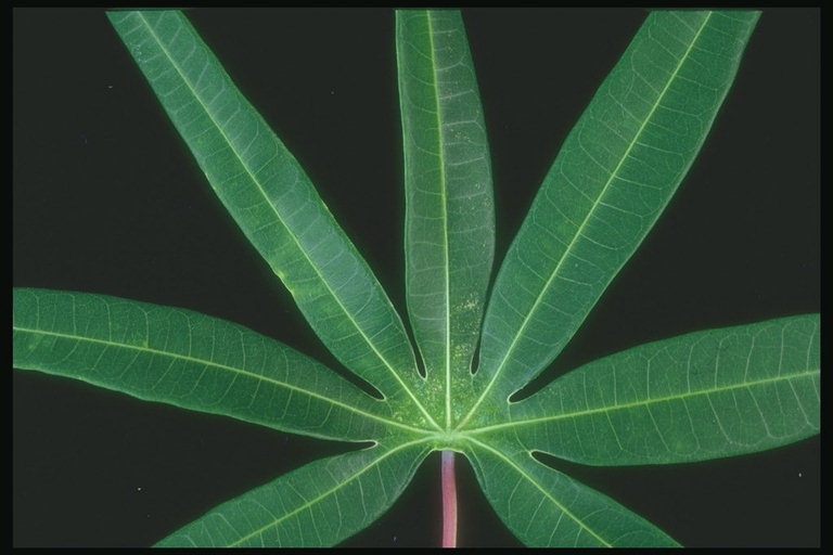 Cabang dengan panjang daun tipis