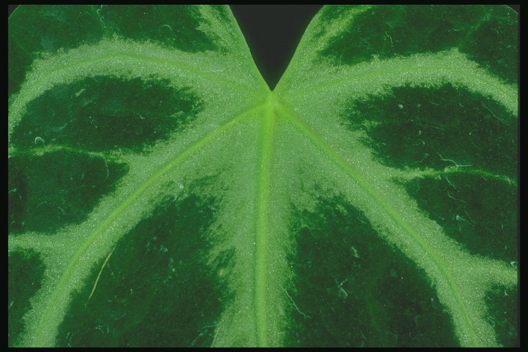 Detail van de bladeren met groene strepen