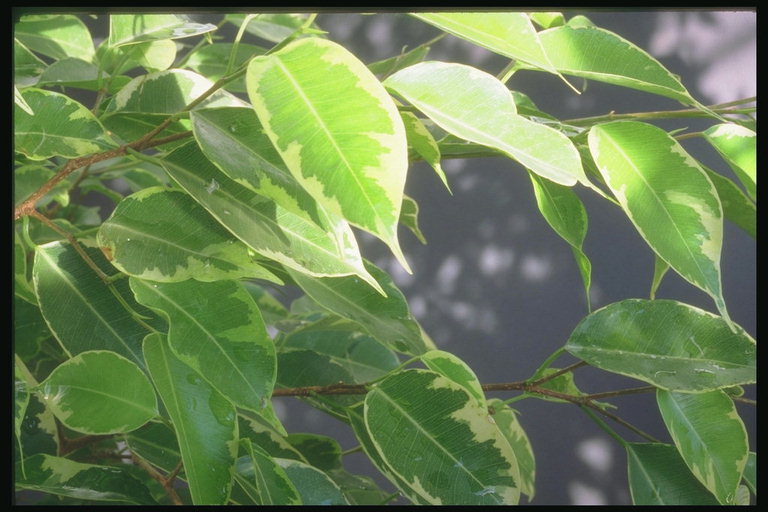Pobočky dĺžka listy sa na slnku