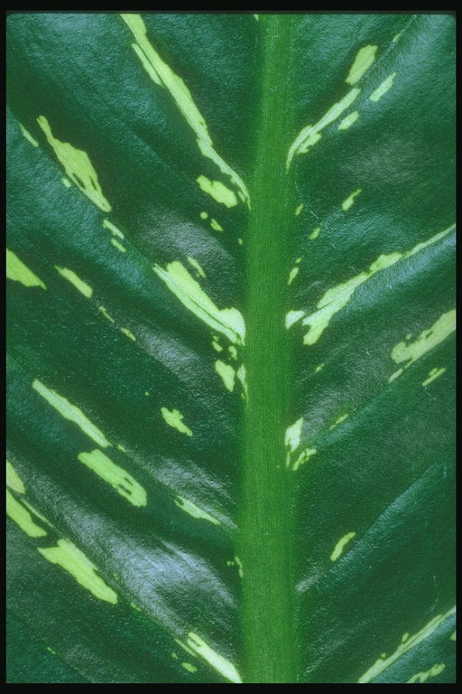 Fragment of a leaf with a pale-green spots