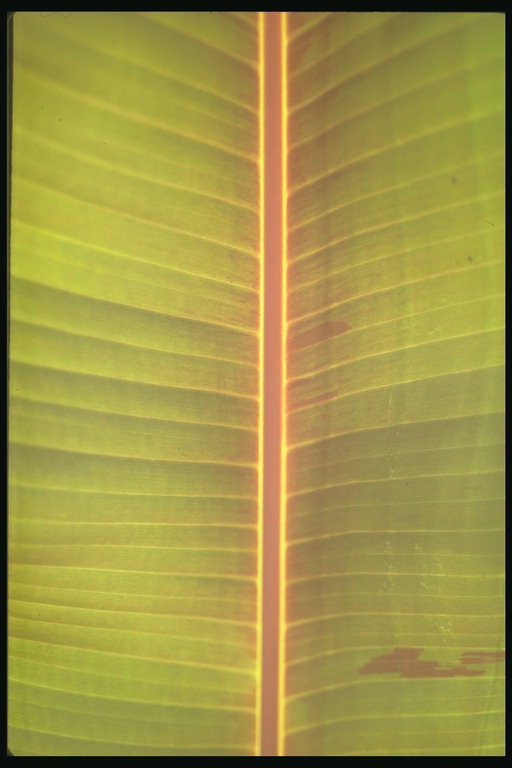 Fragment av et blad med lyse gult median.