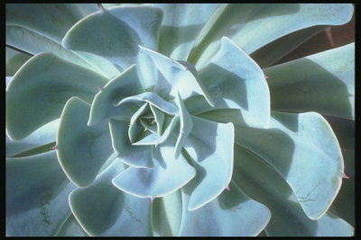 Semak daun dengan bentuk bulat dengan warna biru