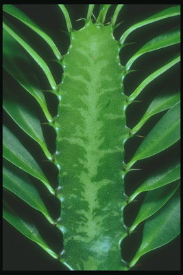 Details zu den Kaktus mit kleinen Dornen und Blätter