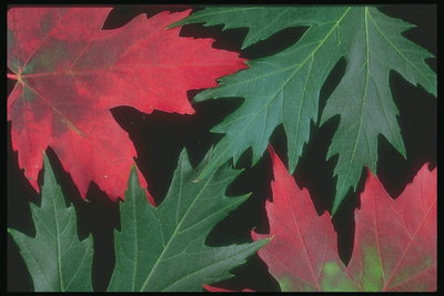 가을의 노래. 붉은 색과 녹색 단풍