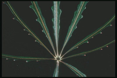 Гілка з листки темно-зеленого кольору, хвилястої форми