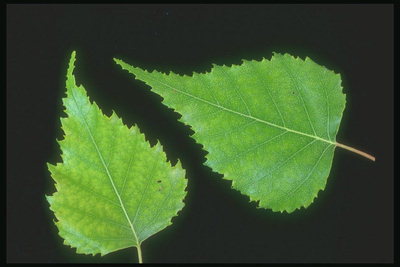 젠틀, 자작나무 밝은 녹색의 잎
