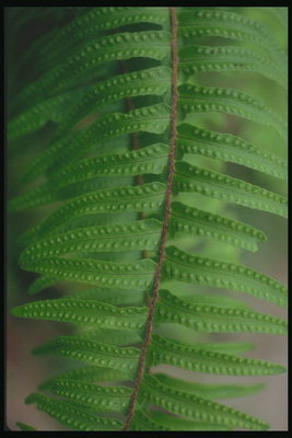 The long leaves of fern spores