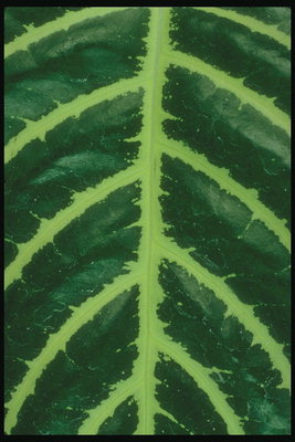 Et fragment av mørke-grønne blader med grønne årer