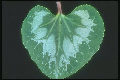 Leaf green color with blue spots and sharp edges