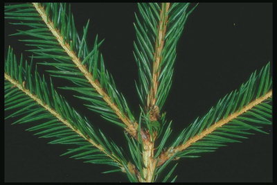 The branch of tree with shiny dark green needles