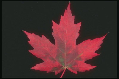 Plamen-crvene javorov list