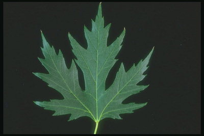Dark-green maple leaf