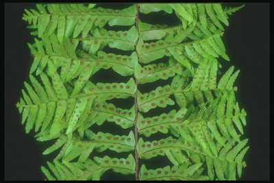 Detalhe de um ramo de samambaia esporos