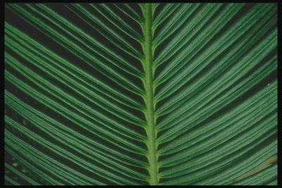Detalj av palm filial