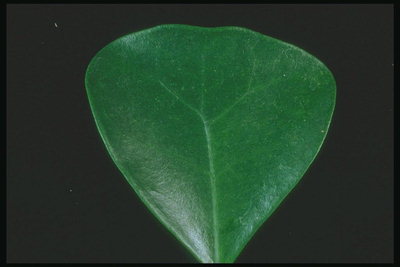 मोम की चमक के साथ गहरे हरे रंग के पत्तों