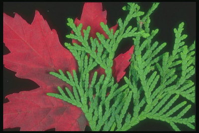 Sastāvs filiālēm, papardes, un sarkanā kļavas lapa