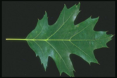 Tmavo zelená listová javor